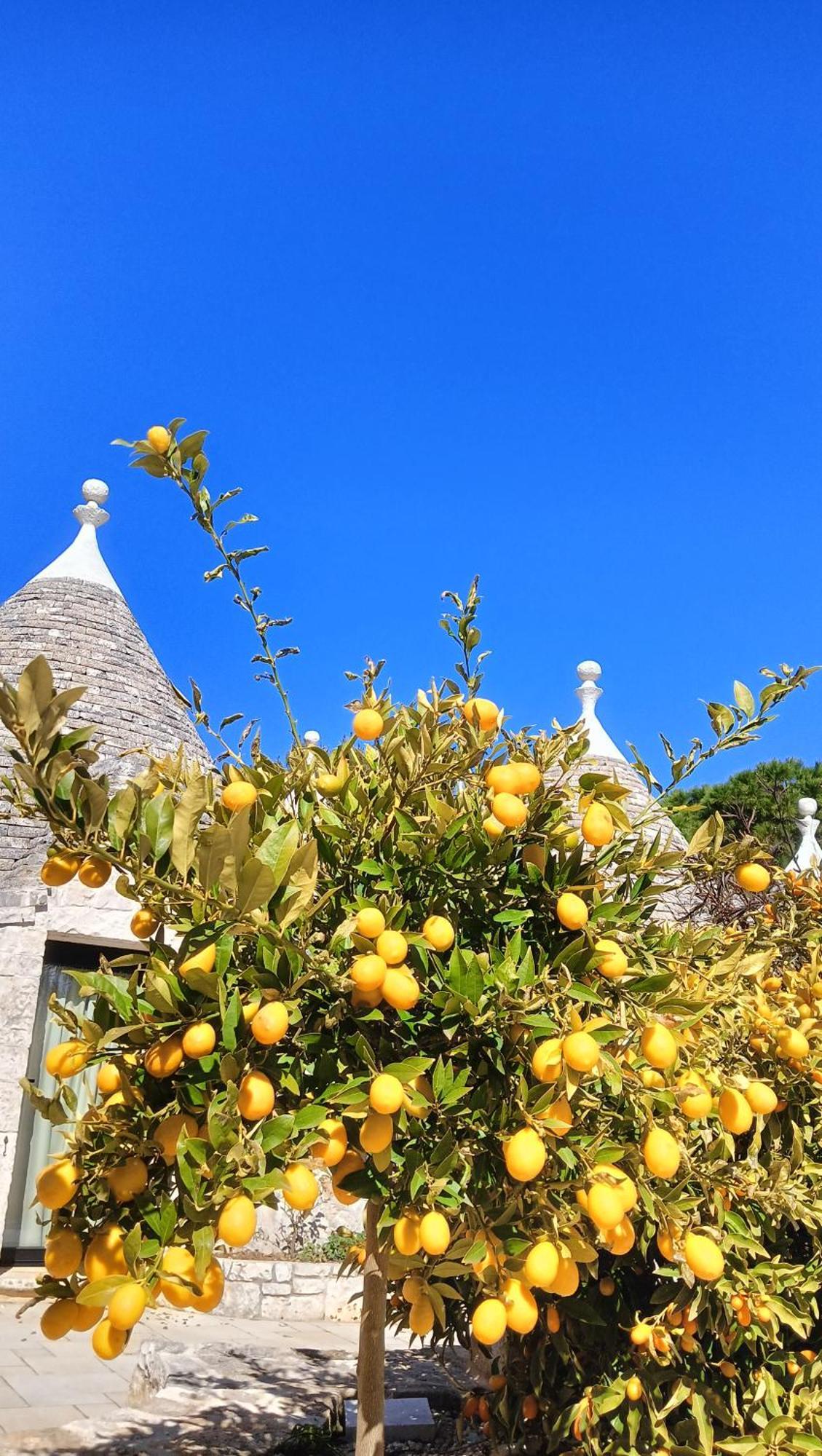 Trullo Bosco Libero Ostuni Villa Dış mekan fotoğraf